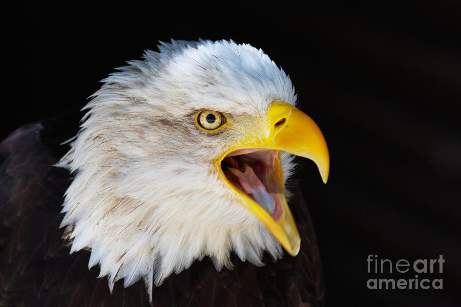Closeup portrait of a screaming American Bald Eagle Photograph by Nick  Biemans