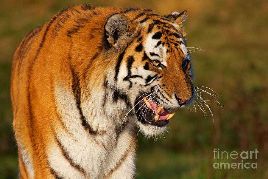 Closeup portrait of a Siberian tiger  Photograph by Nick  Biemans