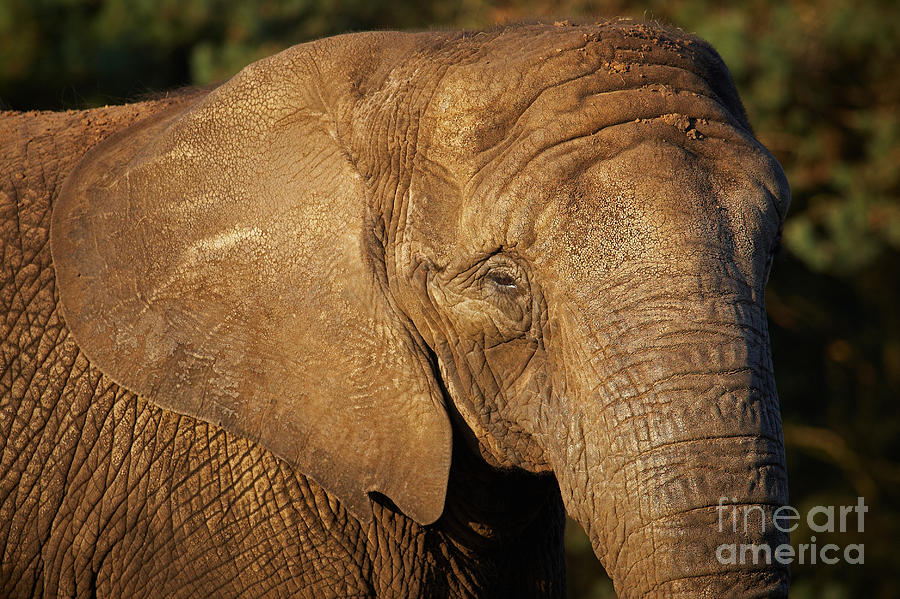 Closeup portrait of an African Elephant Photograph by Nick  Biemans