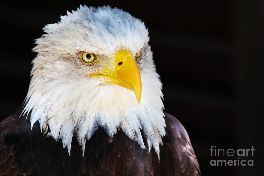 Closeup portrait of an American Bald Eagle Photograph by Nick  Biemans