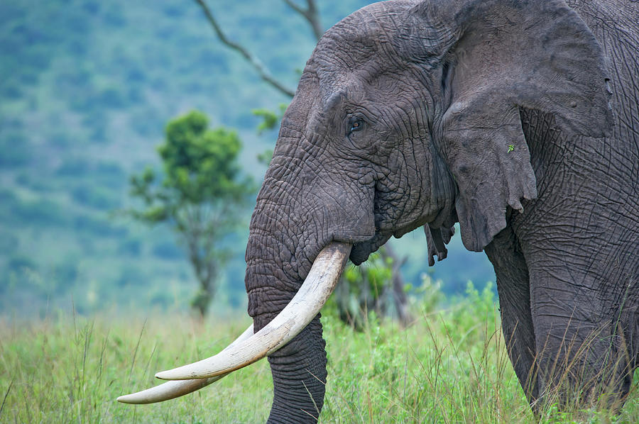 Closeup Shot Of An Old Elephant In The Photograph by Guenterguni