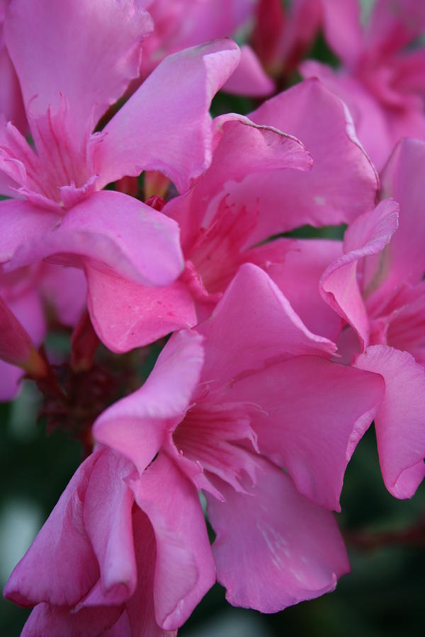 Closeup Shot of Pink Flowers on Oleander Shrub Photograph by Taiche Acrylic Art