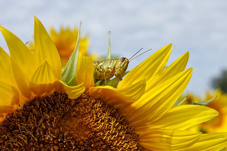 Closeup Sunflower And Grasshopper Photograph