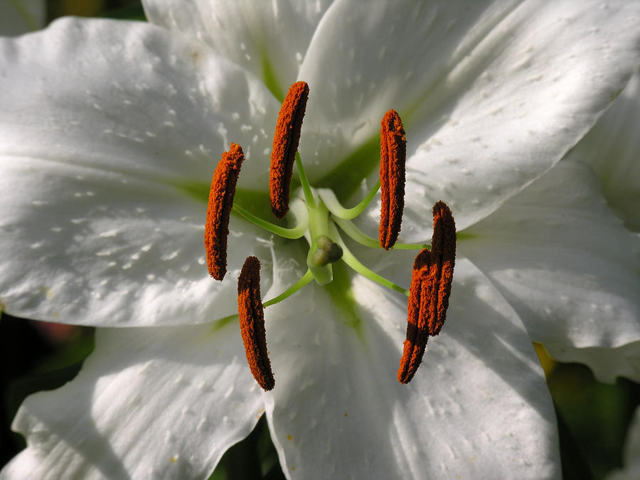 Closeup White Flower Photograph by Robert Lozen