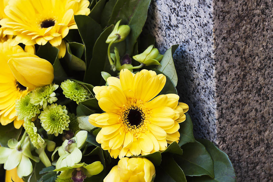 Closeup yellow daisys on granite stone, copy space Photograph by Imamember