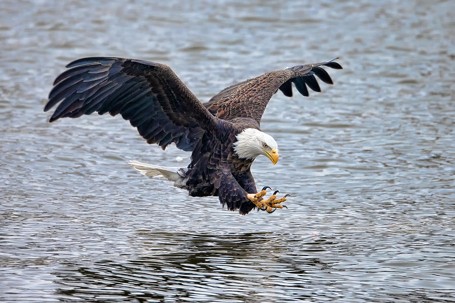 Bald Eagle Photograph - Closing In by Todd Ryburn
