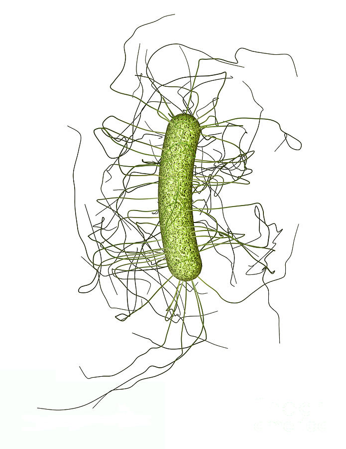 Clostridium Difficile Photograph - Clostridium Difficile, Bacteria by Science Source