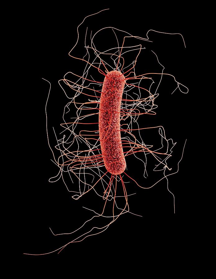 Clostridium Difficile Photograph - Clostridium Difficile Bacterium by Jennifer Hulsey/cdc