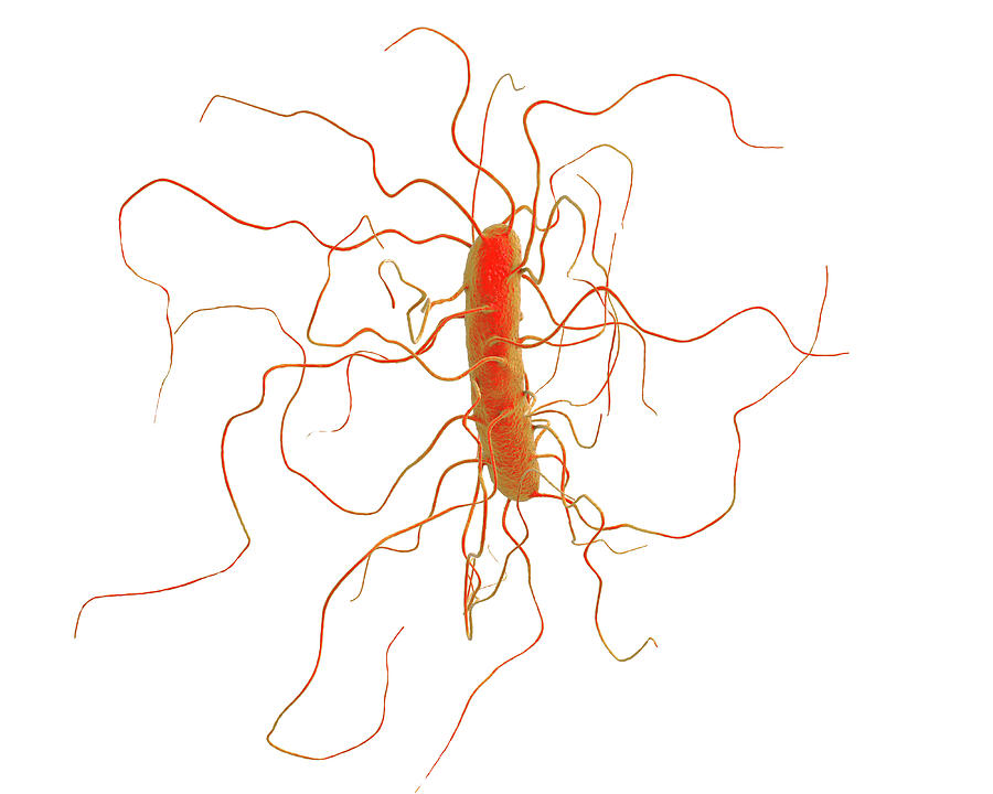 Clostridium Difficile Photograph by Kateryna Kon/science ...