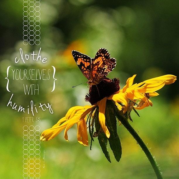 ..clothe Yourselves With Humility.. Photograph by Traci Beeson