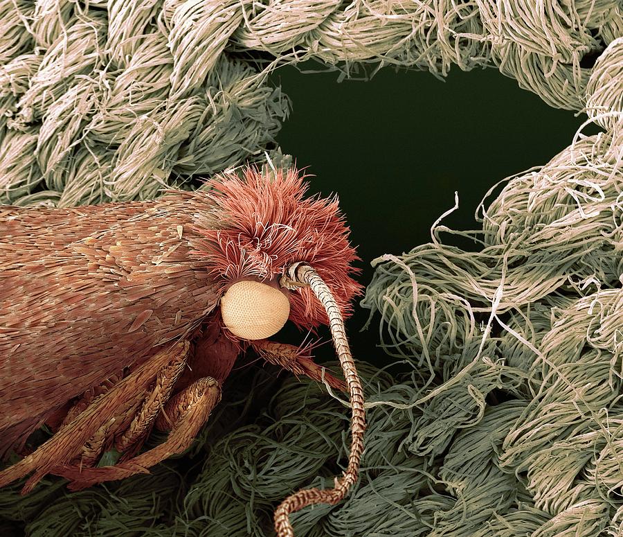 Clothes Moth Photograph by Steve Gschmeissner/science Photo Library - Fine  Art America
