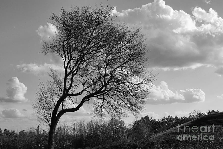 Cloud Backdrop Photograph by Jayne Carney