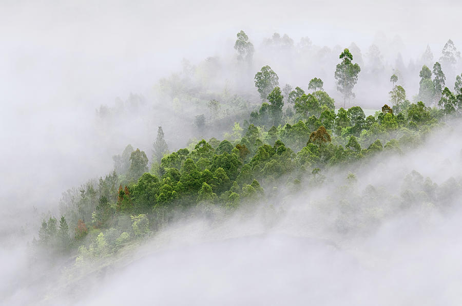 Cloud Foliage Photograph by © Eggy Sayoga