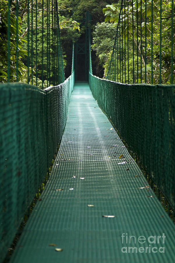 Cloud Forest Bridge Photograph by Carrie Cranwill
