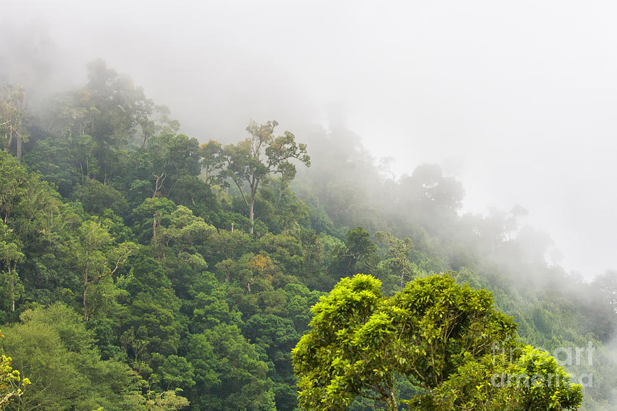 Cloud forest Costa Rica Photograph by Patricia Hofmeester