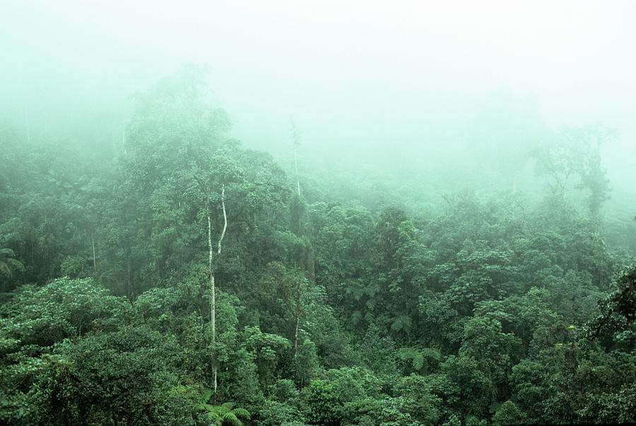 Cloud Forest Photograph by Dr Morley Read/science Photo Library