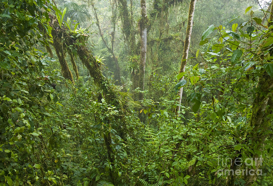 Cloud Forest In Ecuador Photograph by William H. Mullins