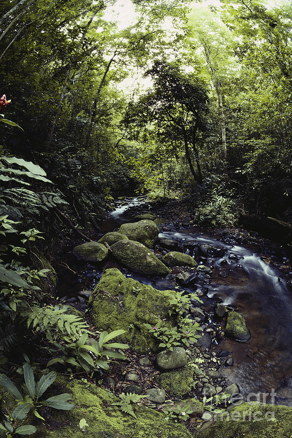 Cloud Forest Stream Photograph by Gregory G. Dimijian, M.D.