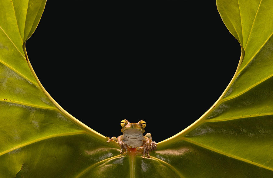 Cloud Forest Tree Frog On Leaf Ecuador Photograph by Pete Oxford
