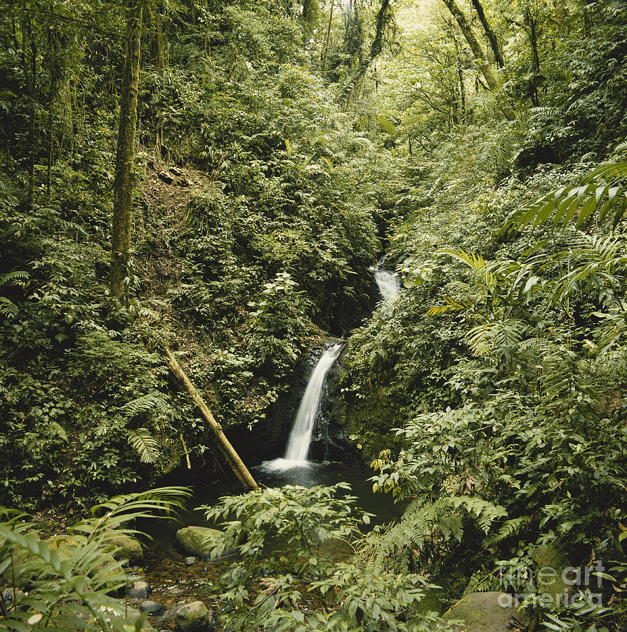Cloud Forest Waterfall Photograph by Gregory G. Dimijian, M.D.