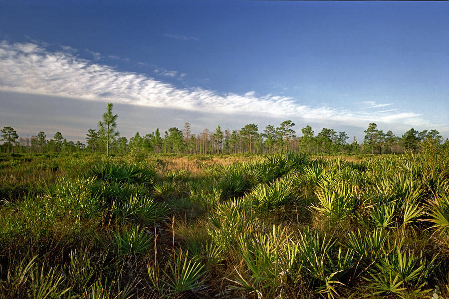 Cloud Line and Palmetto. Triple N Ranch.   Photograph by Chris  Kusik