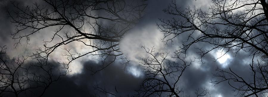Cloud of  space branches Photograph by Gerald Kloss