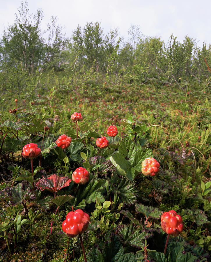 Nature Photograph - Cloudberry (rubus Chamaemorus) by Bjorn Svensson/science Photo Library