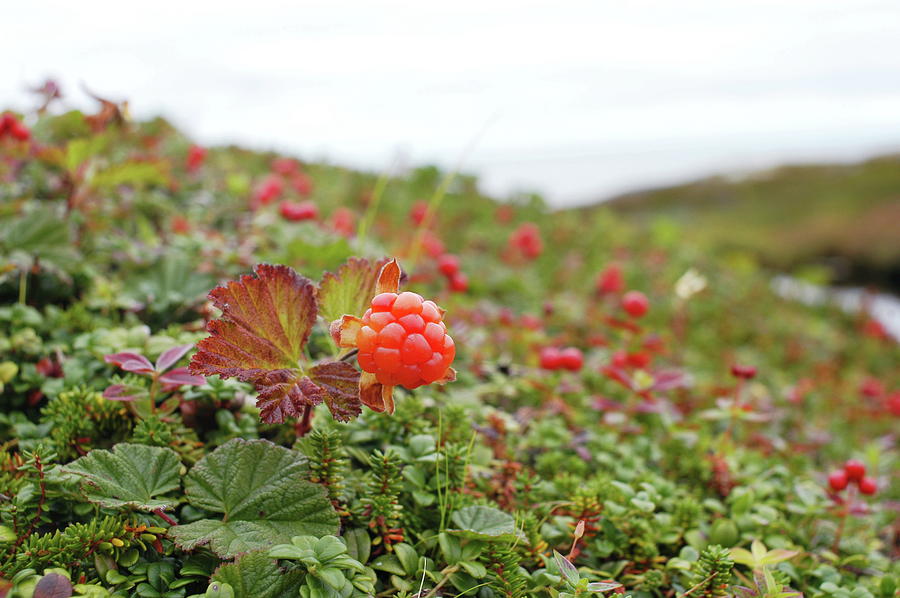 Nature Photograph - Cloudberry by Thomas Nilsen/science Photo Library