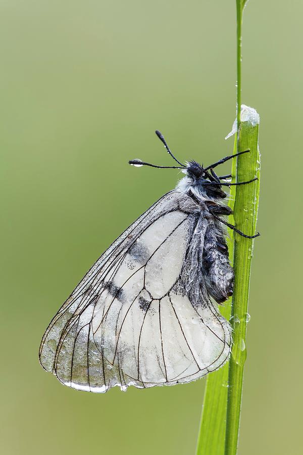 Butterfly Photograph - Clouded Apollo Butterfly by Heath Mcdonald