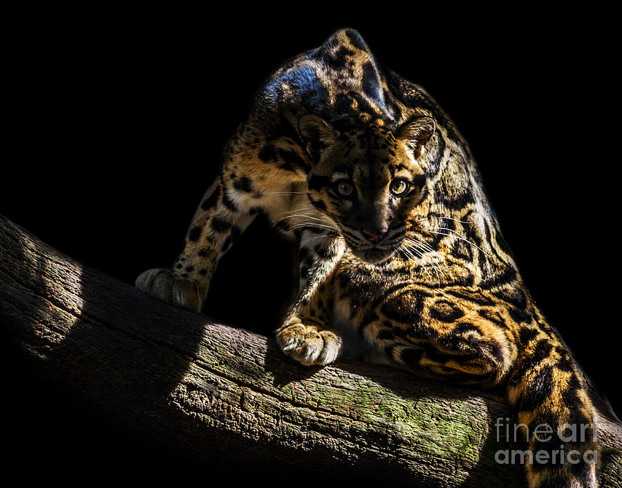 Clouded Leopard A five Photograph by Ken Frischkorn
