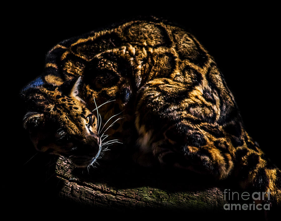 Clouded Leopard A four Photograph by Ken Frischkorn