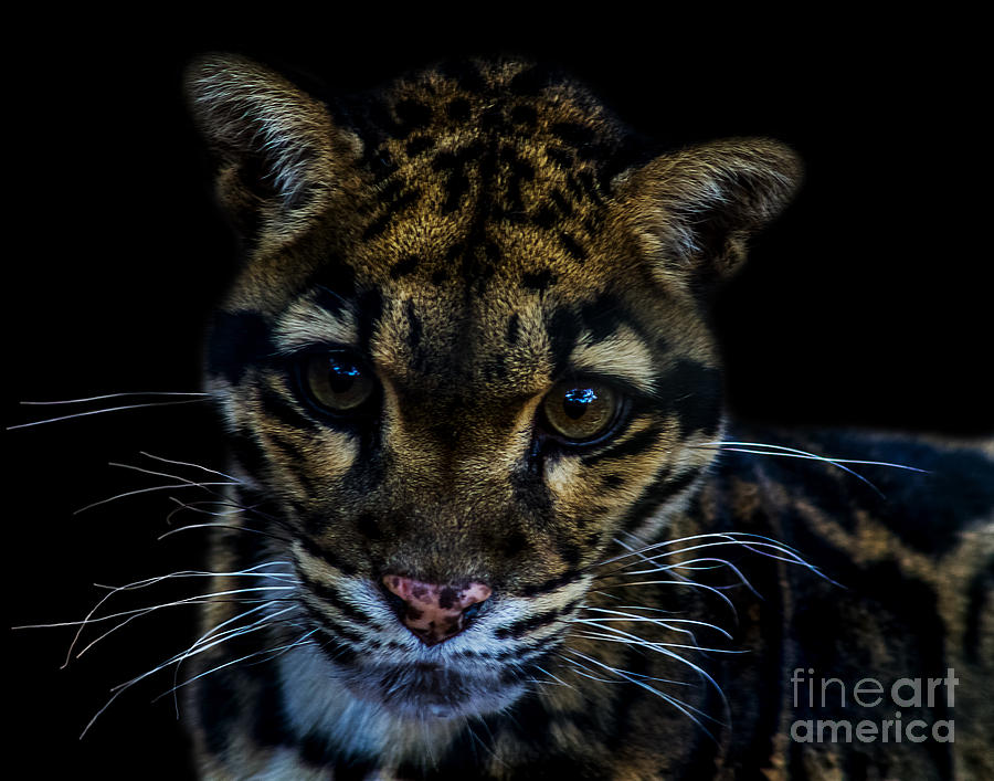 Clouded Leopard A one Photograph by Ken Frischkorn