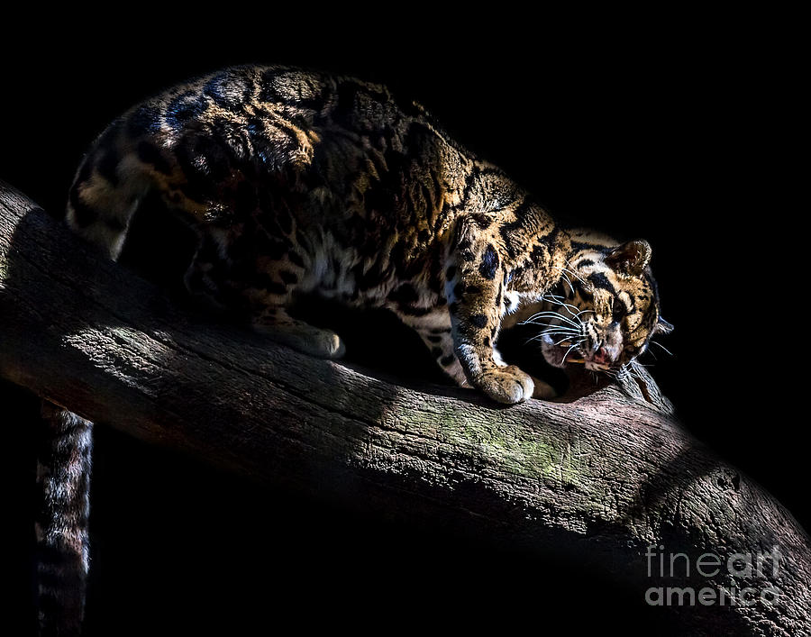 Clouded Leopard A seven Photograph by Ken Frischkorn