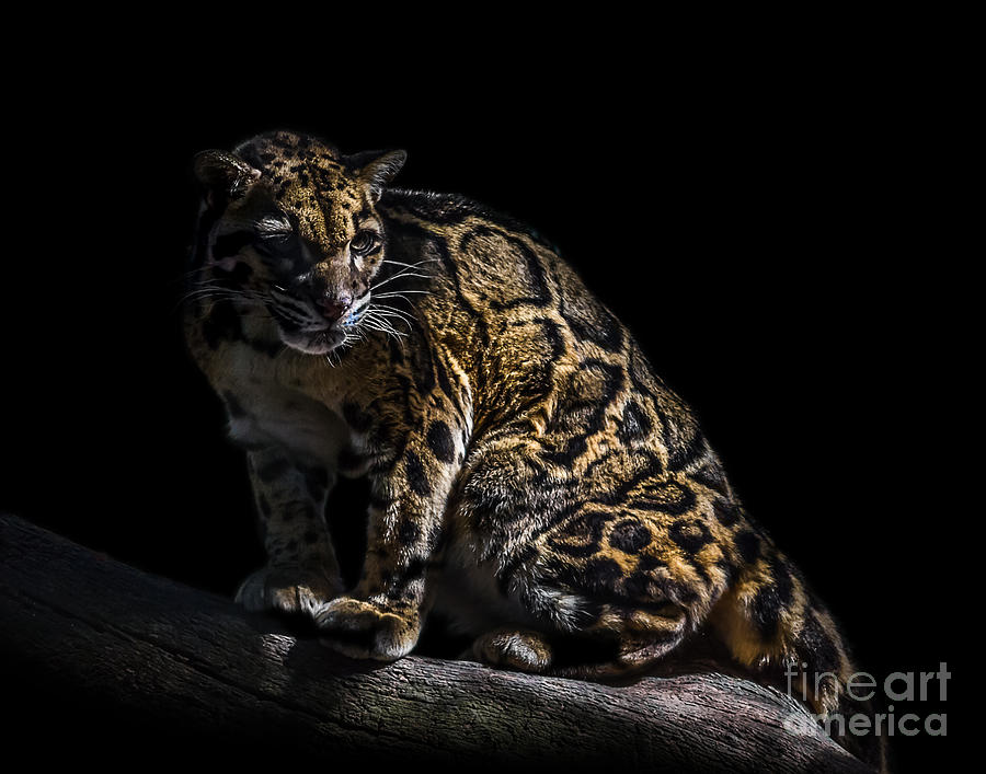 Clouded Leopard A six Photograph by Ken Frischkorn