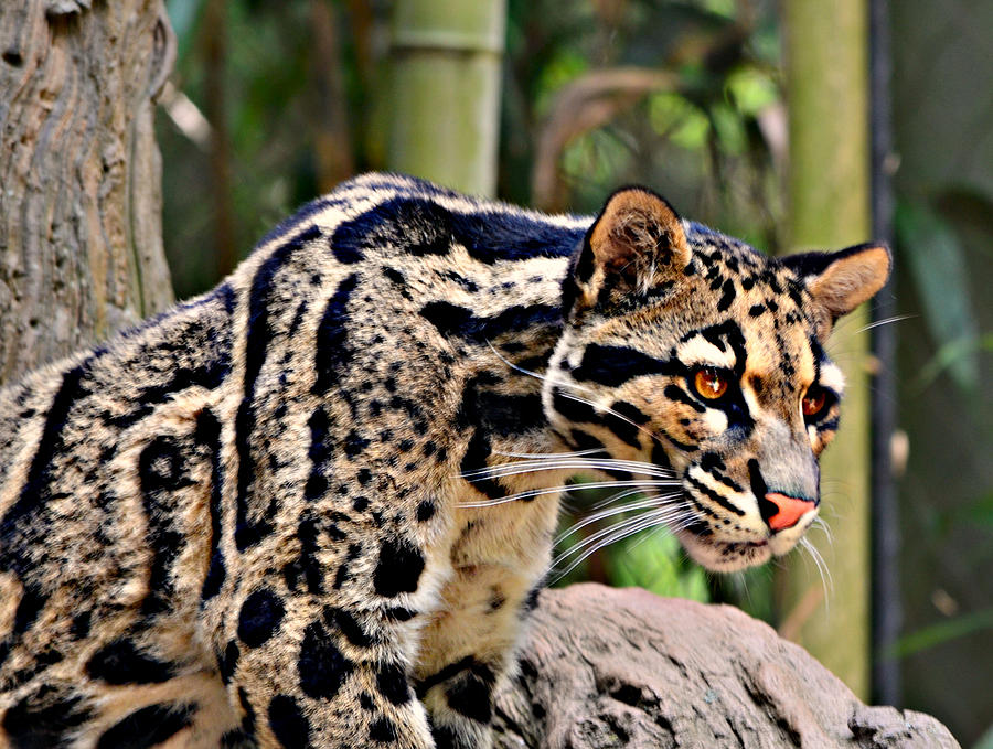 Clouded Leopard Photograph by Ally  White