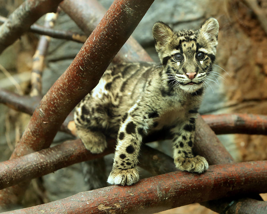 Clouded Leopard Cub Photograph by Selena Chambers