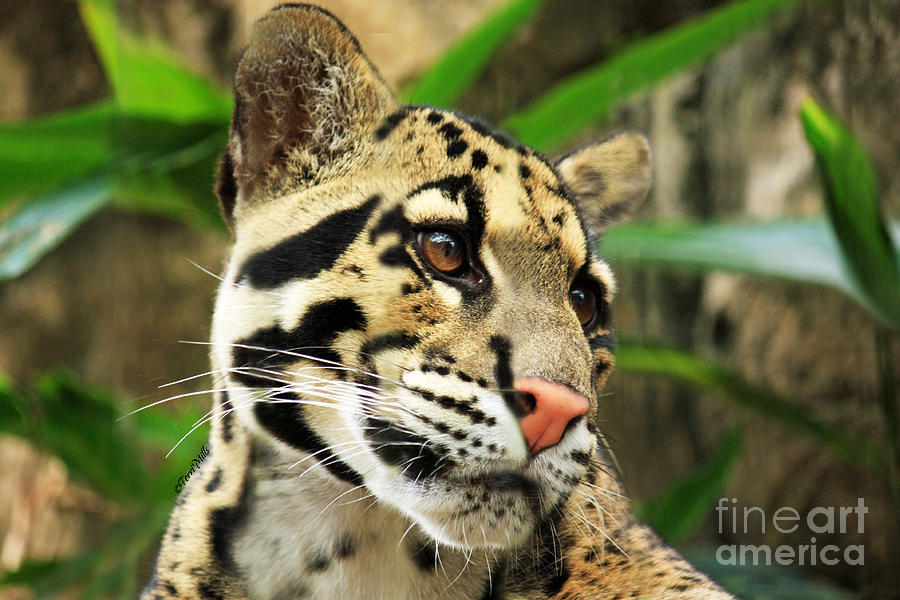 Clouded Leopard Face Photograph by Terri Mills