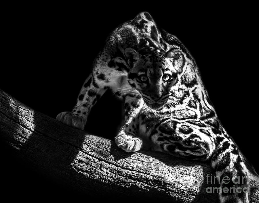 Clouded Leopard five Photograph by Ken Frischkorn