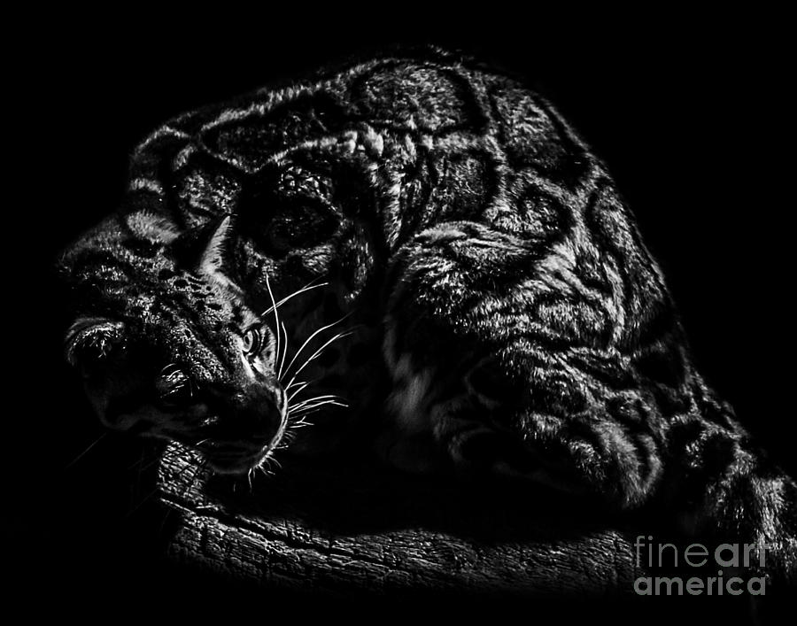 Clouded Leopard four Photograph by Ken Frischkorn