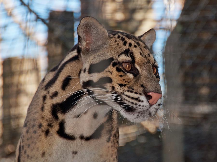 Clouded Leopard Photograph by John Black