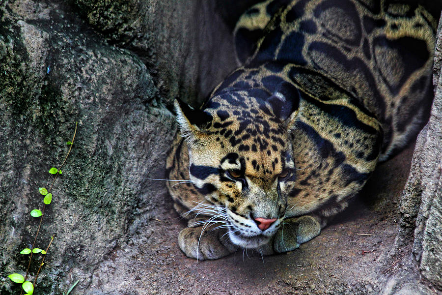 Clouded Leopard Photograph by Judy Vincent