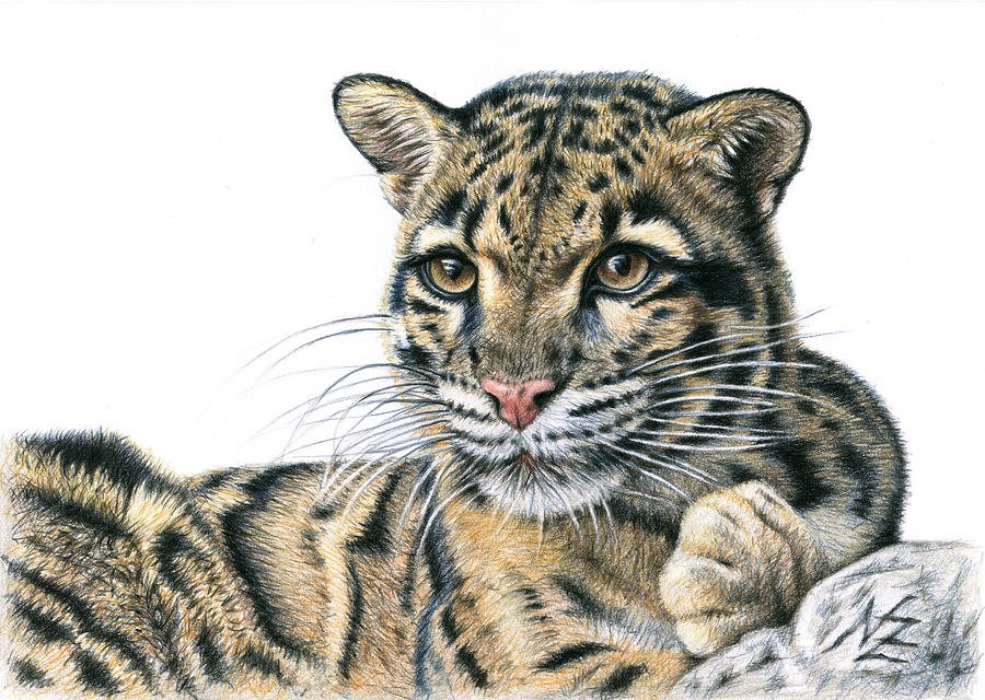 Clouded Leopard Drawing by Nicole Zeug Fine Art America