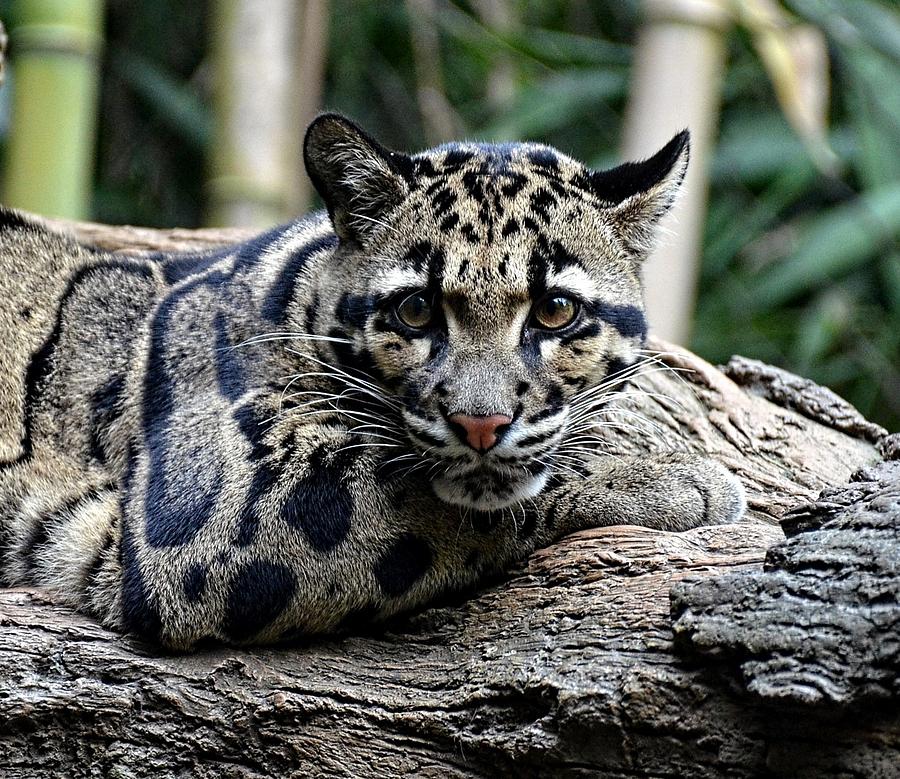 Clouded Leopard Photograph by Ronda Ryan