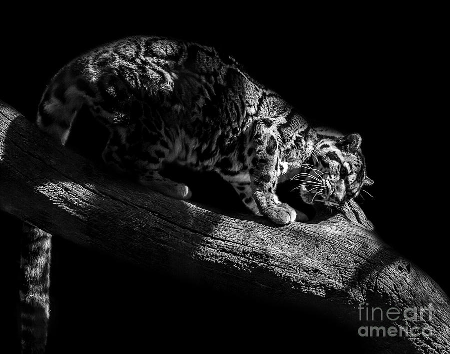 Clouded Leopard seven Photograph by Ken Frischkorn