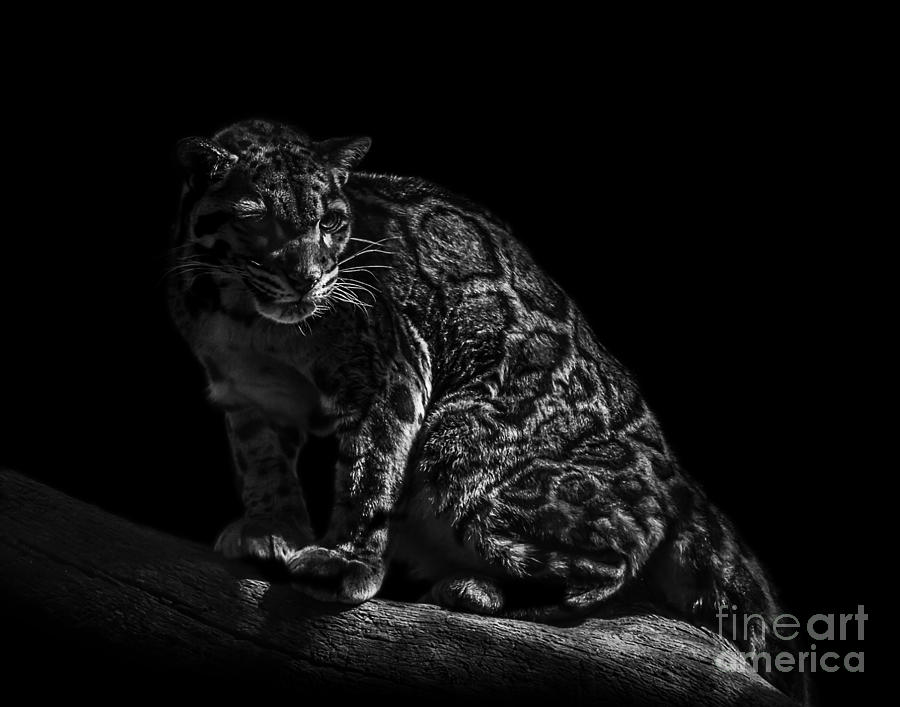 Clouded Leopard six Photograph by Ken Frischkorn