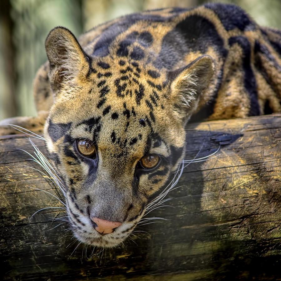 Clouded Leopard Photograph by Steven Sparks