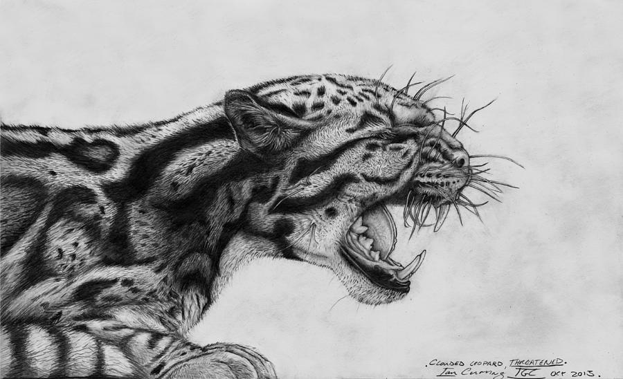 clouded leopard face drawing