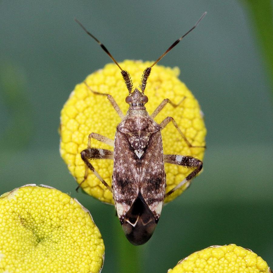 Clouded Plant Bug on Tansy Photograph by Doris Potter