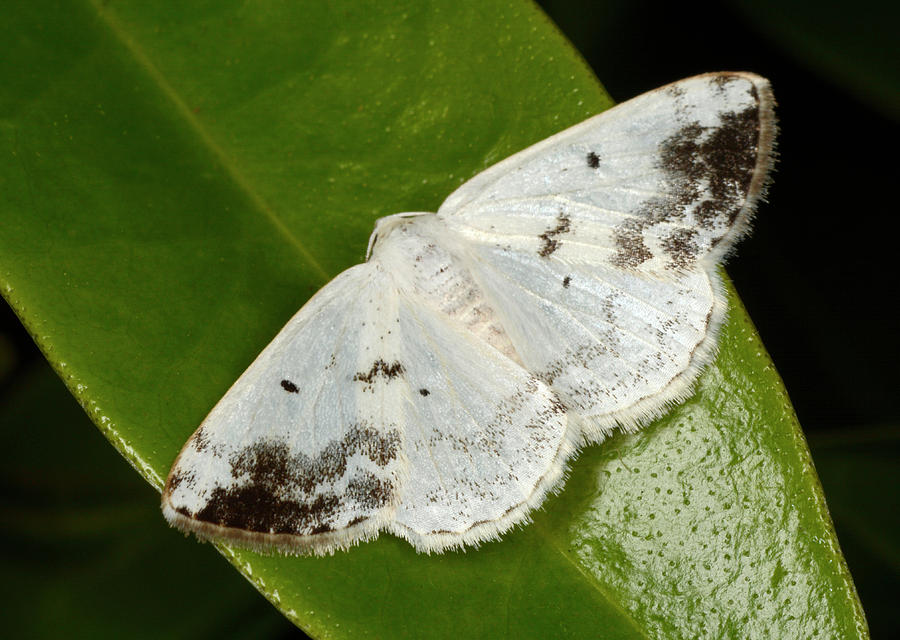 Clouded Silver Moth Photograph by Nigel Downer