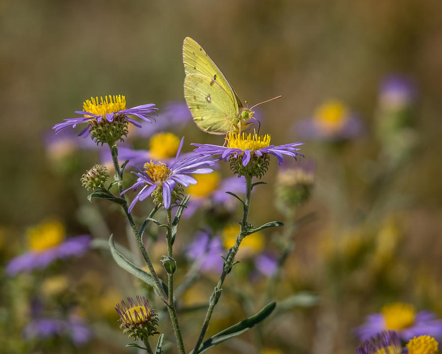 Clouded Sulphur Butterfly 2 Photograph by Ernest Echols